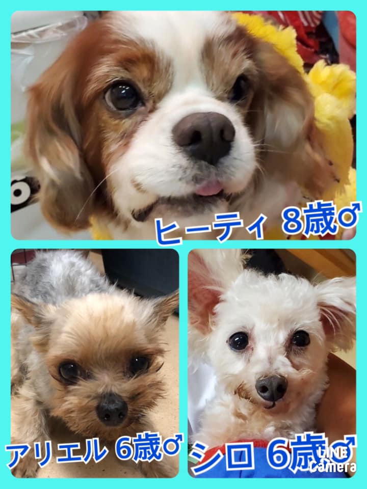 🐾今日の里親様募集中ワンコ🐶メンバーです🐾2020,10,11